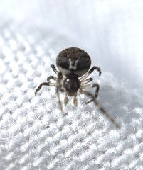 Araneoidea