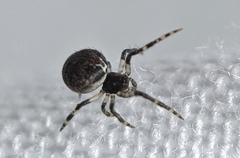 Araneoidea
