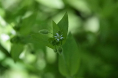 Stellaria media