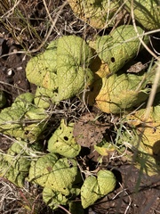 Hermannia transvaalensis