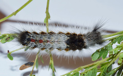 Dichrostachys cinerea