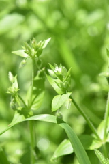 Stellaria media