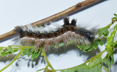 Dichrostachys cinerea