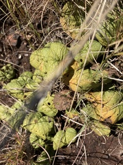 Hermannia transvaalensis