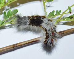 Dichrostachys cinerea