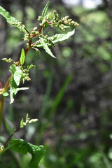Rumex obtusifolius