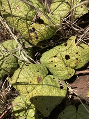 Hermannia transvaalensis