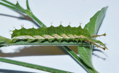 Rhinacanthus gracilis