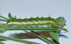 Rhinacanthus gracilis