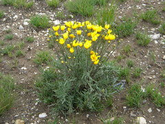 Crepis modocensis modocensis