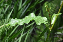 Rumex obtusifolius