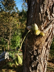 Mormodes