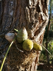 Mormodes