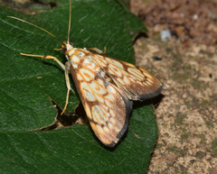 Chalcidoptera thermographa