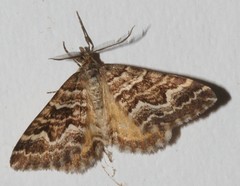 Chrysolarentia heliacaria