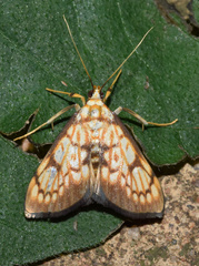 Chalcidoptera thermographa