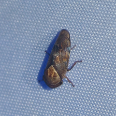 Drabescus