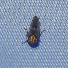 Drabescus