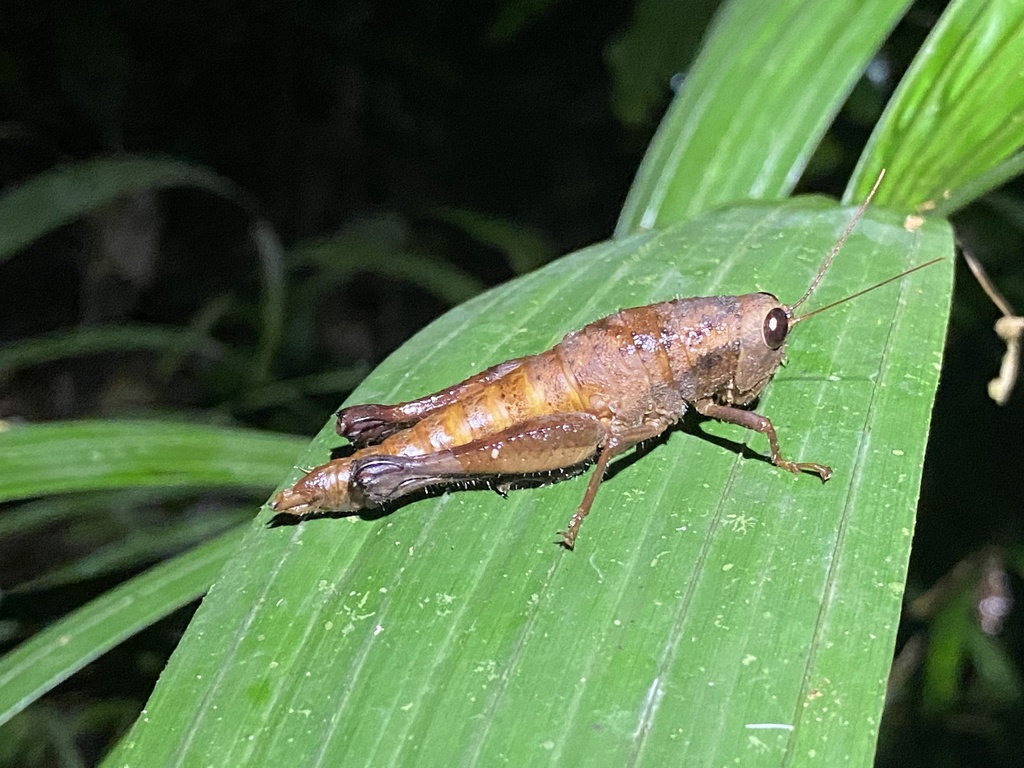 Pseudhisychius