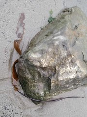 Laminaria sinclairii