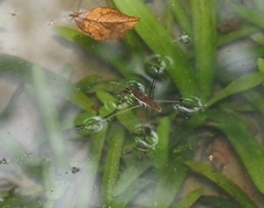 Gerris gracilicornis