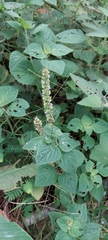 Coleus monostachyus