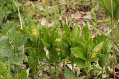 Melampsora rostrupii