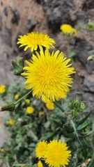 Sonchus oleraceus
