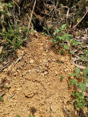 Manis pentadactyla pentadactyla