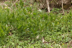 Melampsora rostrupii