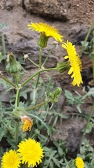 Sonchus oleraceus