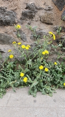 Sonchus oleraceus