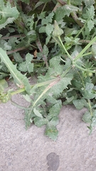 Sonchus oleraceus