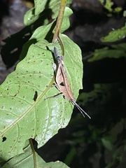Xiphiola cyanoptera