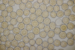 Melampsora rostrupii