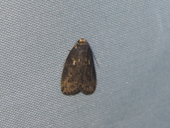 Eugoa bipunctata