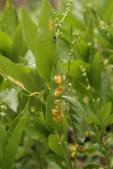 Melampsora rostrupii