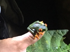 Agalychnis