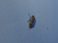 Drabescus