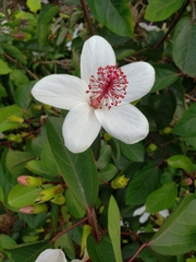 Hibiscus arnottianus arnottianus