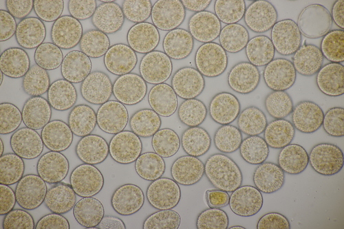Melampsora rostrupii