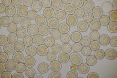 Melampsora rostrupii