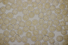 Melampsora rostrupii