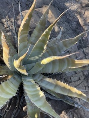 Agave sobria sobria