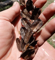 Dioscorea pentaphylla