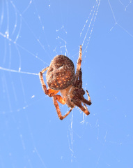 Neoscona penicillipes