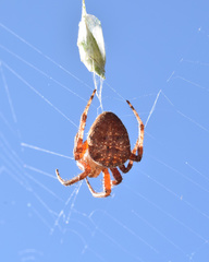 Neoscona penicillipes