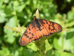 Acraea petraea