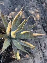 Agave sobria sobria