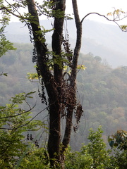 Dioscorea pentaphylla
